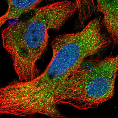 Immunofluorescent staining of human cell line U-2 OS shows localization to cytosol.