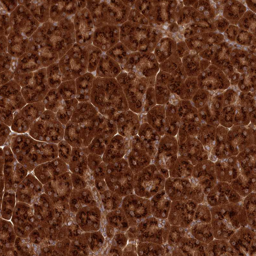 Immunohistochemical staining of human pancreas shows strong cytoplasmic positivity in exocrine glandular cells.