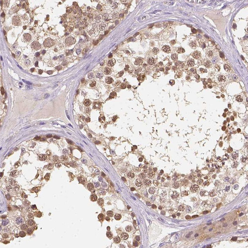 Immunohistochemical staining of human testis shows moderate nuclear positivity in cells in seminiferous ducts.