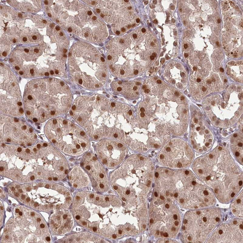 Immunohistochemical staining of human kidney shows strong nuclear positivity in renal tubules.
