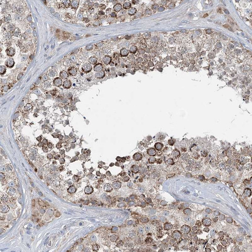 Immunohistochemical staining of human testis shows strong cytoplasmic positivity in subsets of cells in seminiferus ducts.