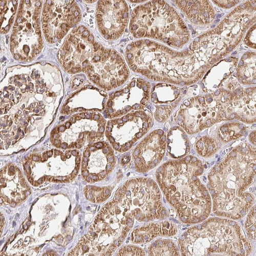 Immunohistochemical staining of human kidney shows strong cytoplasmic positivity in cells in tubules, cells in glomeruli were moderately stained.
