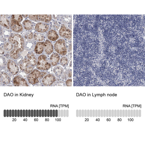 Immunohistochemistry analysis in human kidney and lymph node tissues using Anti-DAO antibody. Corresponding DAO RNA-seq data are presented for the same tissues.