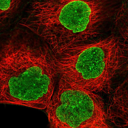 Immunofluorescent staining of human cell line A-431 shows localization to nuclear membrane.