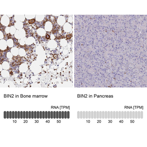 Immunohistochemistry analysis in human bone marrow and pancreas tissues using Anti-BIN2 antibody. Corresponding BIN2 RNA-seq data are presented for the same tissues.