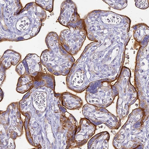 Immunohistochemical staining of human placenta shows strong membranous and cytoplasmic positivity in trophoblastic cells.
