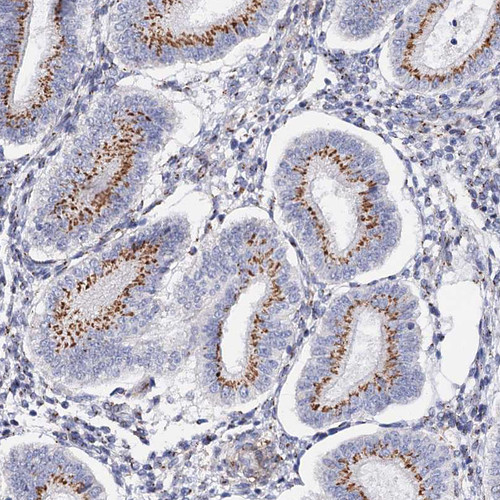 Immunohistochemical staining of human endometrium shows strong granular positivity in cytoplasm in glandular cells.