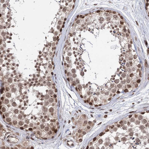 Immunohistochemical staining of human testis shows moderate nuclear and cytoplasmic positivity in cells in seminiferous ducts.