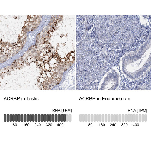 Immunohistochemistry analysis in human testis and endometrium tissues using Anti-ACRBP antibody. Corresponding ACRBP RNA-seq data are presented for the same tissues.