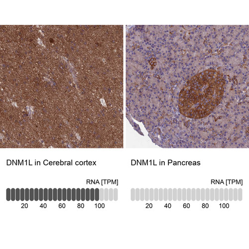 Immunohistochemistry analysis in human cerebral cortex and pancreas tissues using HPA039324 antibody. Corresponding DNM1L RNA-seq data are presented for the same tissues.