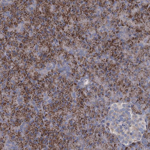 Immunohistochemical staining of human pancreas shows strong granular cytoplasmic positivity in exocrine glandular cells.