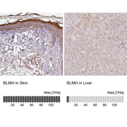 Immunohistochemistry analysis in human skin and liver tissues using Anti-BLMH antibody. Corresponding BLMH RNA-seq data are presented for the same tissues.