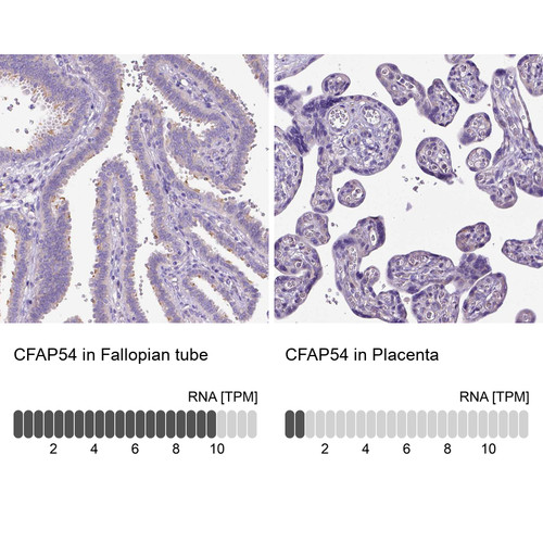 Immunohistochemistry analysis in human fallopian tube and placenta tissues using HPA039897 antibody. Corresponding CFAP54 RNA-seq data are presented for the same tissues.