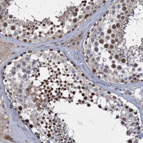 Immunohistochemical staining of human testis shows strong nuclear positivity in ells of seminiferus ducts. 