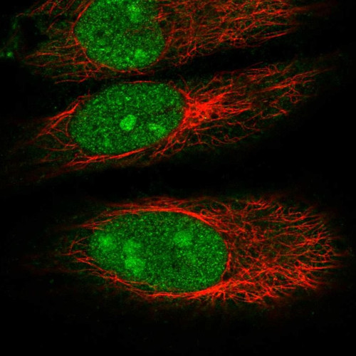 Immunofluorescent staining of human cell line HeLa shows localization to nucleus & nucleoli.