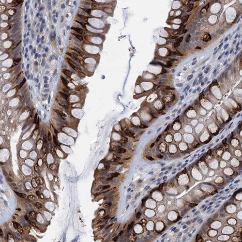 Immunohistochemical staining of human rectum shows strong cytoplasmic positivity in goblet cells.