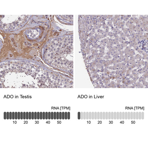 Immunohistochemistry analysis in human testis and liver tissues using HPA040437 antibody. Corresponding ADO RNA-seq data are presented for the same tissues.