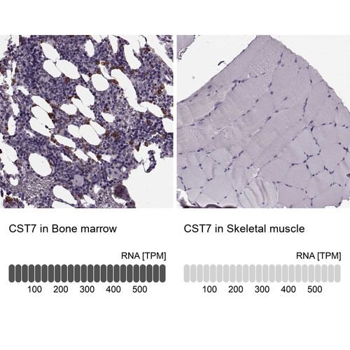 Immunohistochemistry analysis in human bone marrow and skeletal muscle tissues using HPA040442 antibody. Corresponding CST7 RNA-seq data are presented for the same tissues.