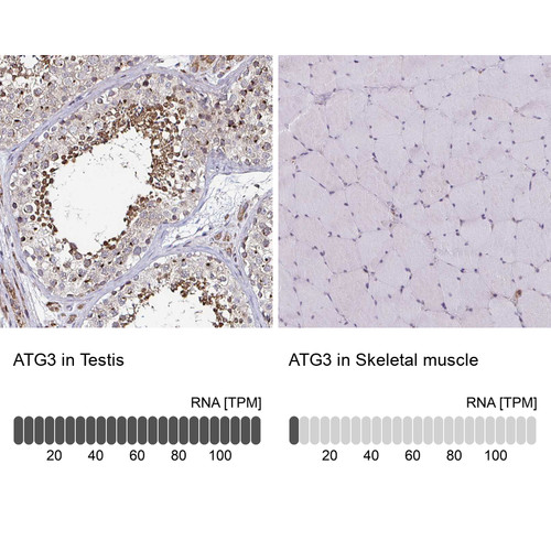 Immunohistochemistry analysis in human testis and skeletal muscle tissues using Anti-ATG3 antibody. Corresponding ATG3 RNA-seq data are presented for the same tissues.