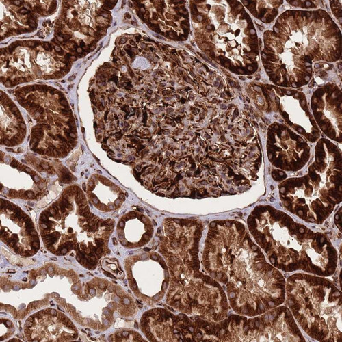 Immunohistochemical staining of human kidney shows strong cytoplasmic positivity in cells in tubules and cells in glomeruli.