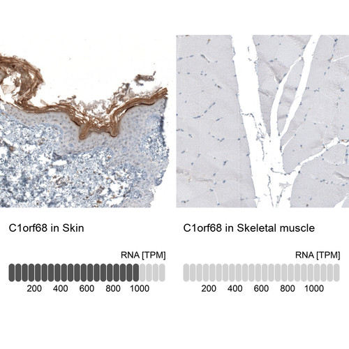 Immunohistochemistry analysis in human skin and skeletal muscle tissues using HPA040836 antibody. Corresponding C1orf68 RNA-seq data are presented for the same tissues.