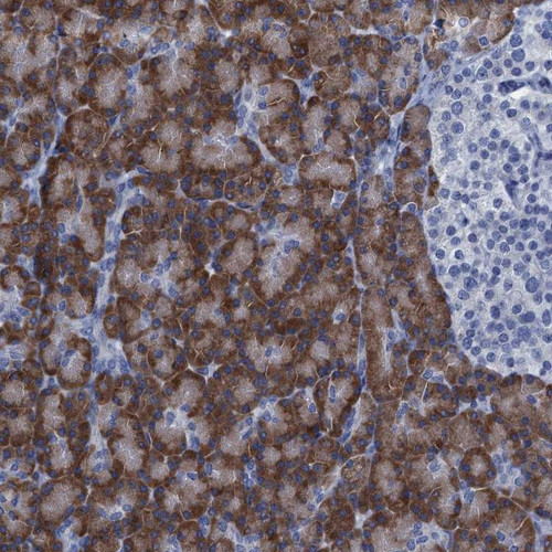 Immunohistochemical staining of human pancreas shows strong cytoplasmic positivity in exocrine glandular cells.