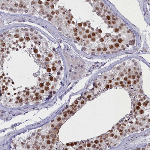 Immunohistochemical staining of human testis shows strong nuclear positivity in cells in seminiferus tubules.