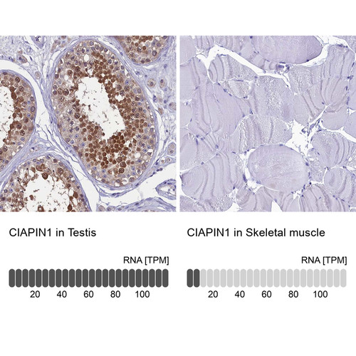 Immunohistochemistry analysis in human testis and skeletal muscle tissues using Anti-CIAPIN1 antibody. Corresponding CIAPIN1 RNA-seq data are presented for the same tissues.
