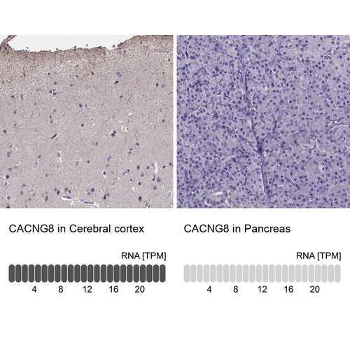 Immunohistochemistry analysis in human cerebral cortex and pancreas tissues using Anti-CACNG8 antibody. Corresponding CACNG8 RNA-seq data are presented for the same tissues.