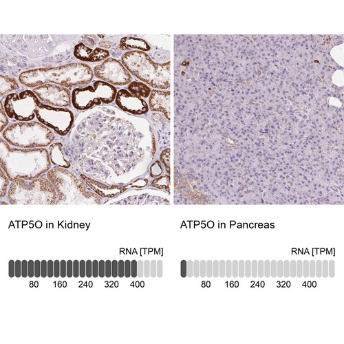 Immunohistochemistry analysis in human kidney and pancreas tissues using Anti-ATP5O antibody. Corresponding ATP5O RNA-seq data are presented for the same tissues.