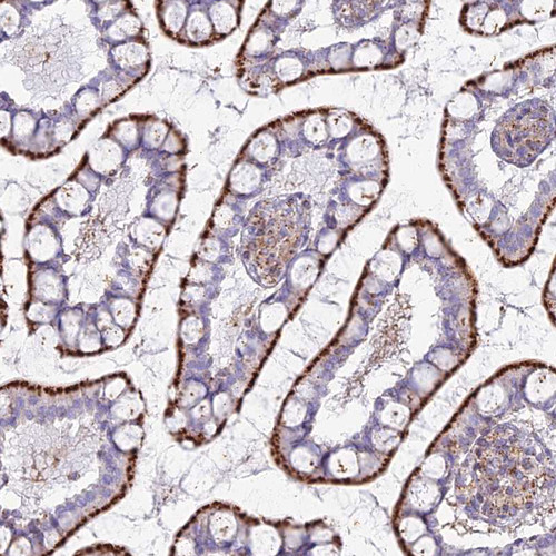 Immunohistochemical staining of human small intestine shows moderate to strong granular cytoplasmic positivity in glandular cells.