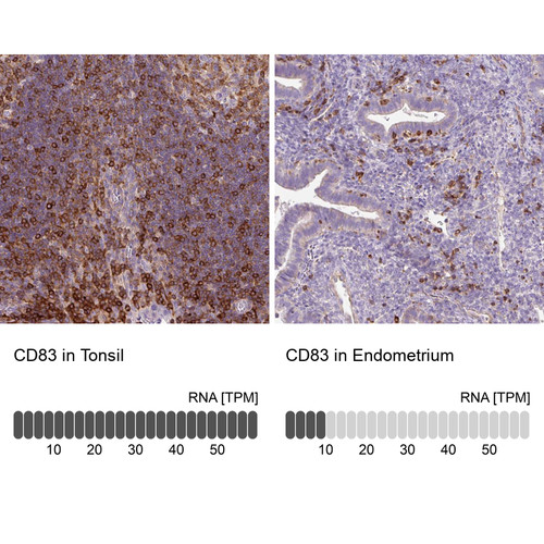 Immunohistochemistry analysis in human tonsil and endometrium tissues using HPA041454 antibody. Corresponding CD83 RNA-seq data are presented for the same tissues.