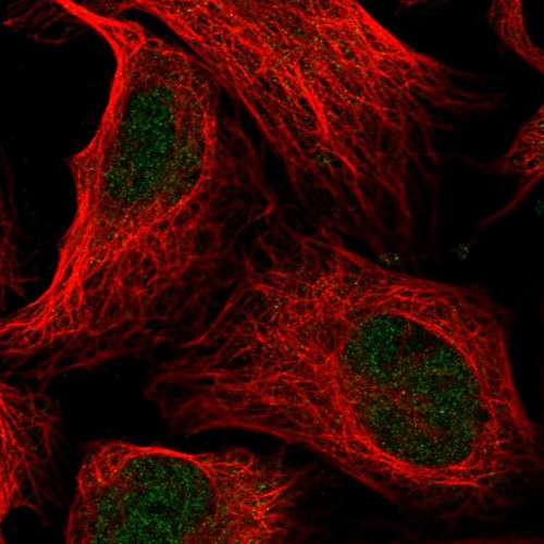 Immunofluorescent staining of human cell line U-2 OS shows localization to nucleoplasm.
