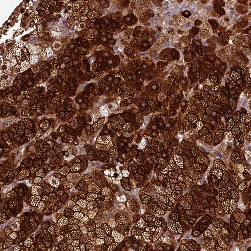 Immunohistochemical staining of human adrenal gland shows strong cytoplasmic positivity in cortical cells.