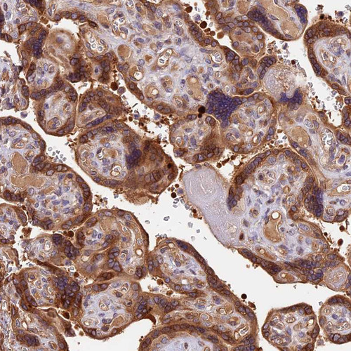 Immunohistochemical staining of human placenta shows strong cytoplasmic positivity in trophoblastic cells.