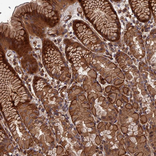 Immunohistochemical staining of human stomach (upper) shows strong cytoplasmic and membranous positivity in glandular cell.