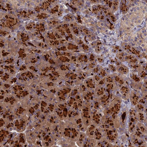 Immunohistochemical staining of human pancreas shows strong cytoplasmic positivity in exocrine glandular cells.