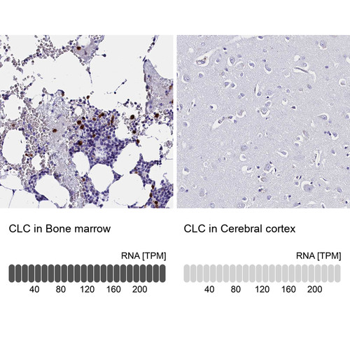Immunohistochemistry analysis in human bone marrow and cerebral cortex tissues using Anti-CLC antibody. Corresponding CLC RNA-seq data are presented for the same tissues.