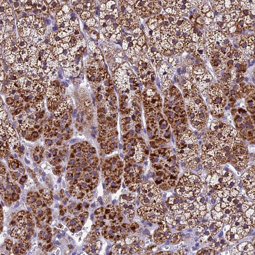 Immunohistochemical staining of human adrenal gland shows moderate to strong cytoplasmic positivity in glandular cells.