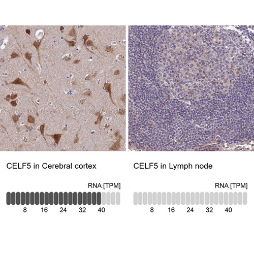 Immunohistochemistry analysis in human cerebral cortex and lymph node tissues using Anti-CELF5 antibody. Corresponding CELF5 RNA-seq data are presented for the same tissues.