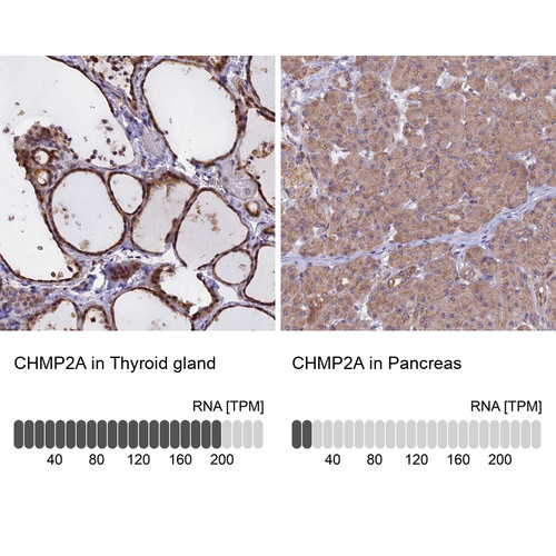 Immunohistochemistry analysis in human thyroid gland and pancreas tissues using Anti-CHMP2A antibody. Corresponding CHMP2A RNA-seq data are presented for the same tissues.