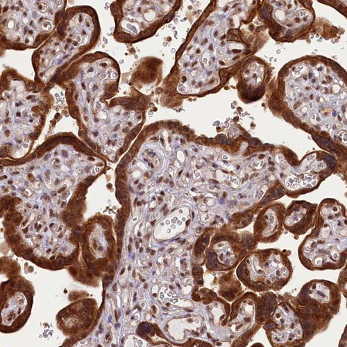 Immunohistochemical staining of human placenta shows strong cytoplasmic and nuclear positivity in trophoblastic cells.