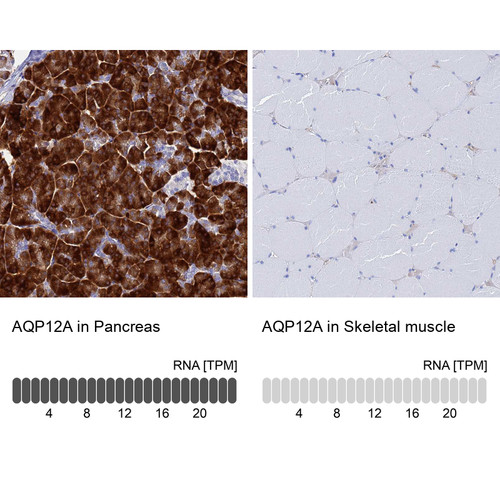 Immunohistochemistry analysis in human pancreas and skeletal muscle tissues using HPA042216 antibody. Corresponding AQP12A RNA-seq data are presented for the same tissues.