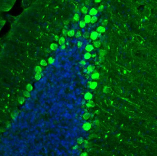 Immunofluorescence staining of mouse cerebellum shows strong positivity in Purkinje cells.