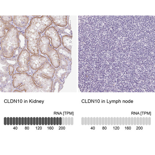Immunohistochemistry analysis in human kidney and lymph node tissues using HPA042348 antibody. Corresponding CLDN10 RNA-seq data are presented for the same tissues.