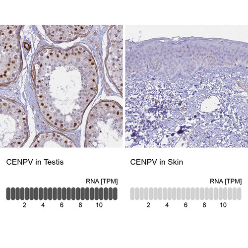 Immunohistochemistry analysis in human testis and skin tissues using HPA042616 antibody. Corresponding CENPV RNA-seq data are presented for the same tissues.