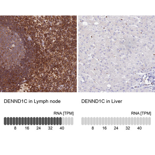 Immunohistochemistry analysis in human lymph node and liver tissues using Anti-DENND1C antibody. Corresponding DENND1C RNA-seq data are presented for the same tissues.