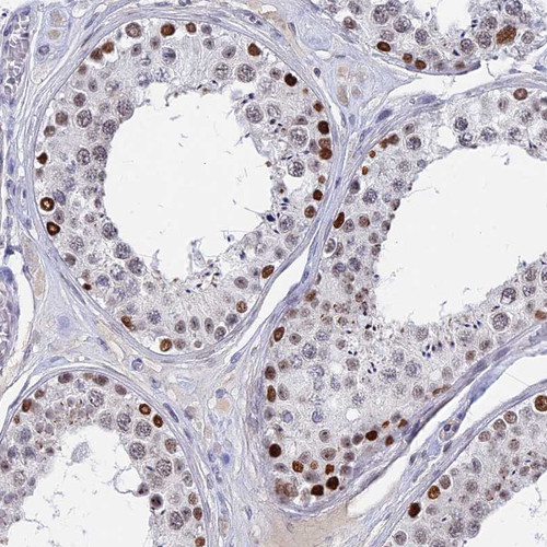 Immunohistochemical staining of human testis shows moderate to strong nuclear positivity in cells in seminiferous ducts.