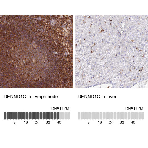 Immunohistochemistry analysis in human lymph node and liver tissues using Anti-DENND1C antibody. Corresponding DENND1C RNA-seq data are presented for the same tissues.