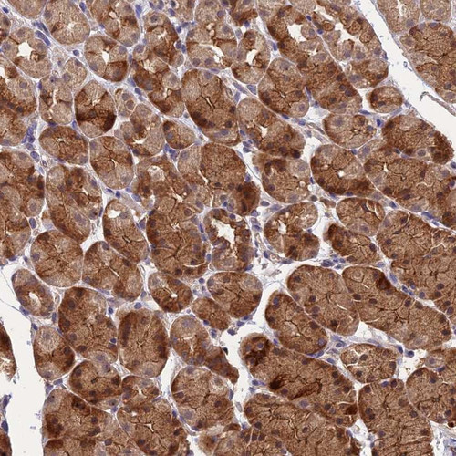 Immunohistochemical staining of human stomach shows strong cytoplasmic and membranous positivity in glandular cells.